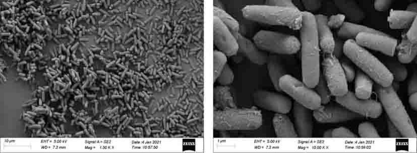 弯曲杆菌和发酵剂及其在炼化污泥减量中的应用的制作方法