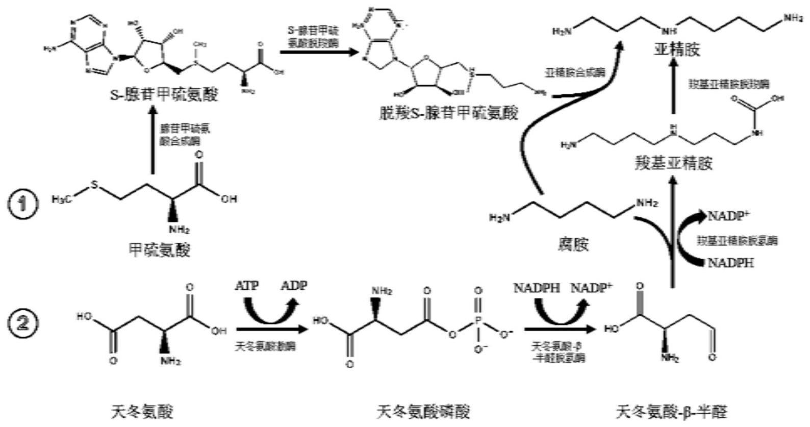 一种无细胞催化合成亚精胺的生物方法