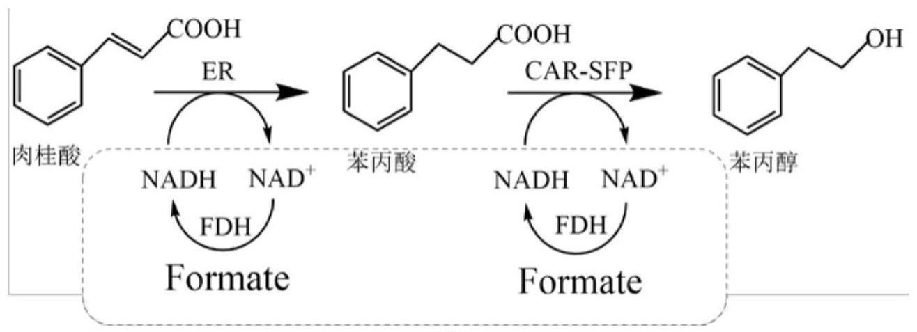 一种平衡苯丙醇合成工程菌胞内还原力的方法