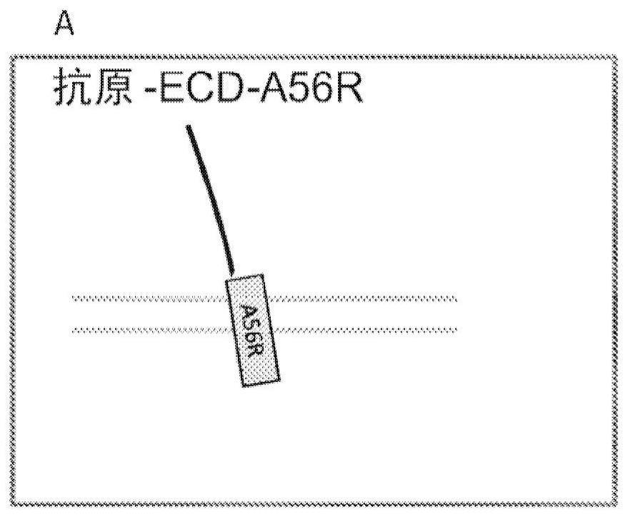 痘病毒胞外包膜病毒颗粒上的整合膜蛋白展示的制作方法