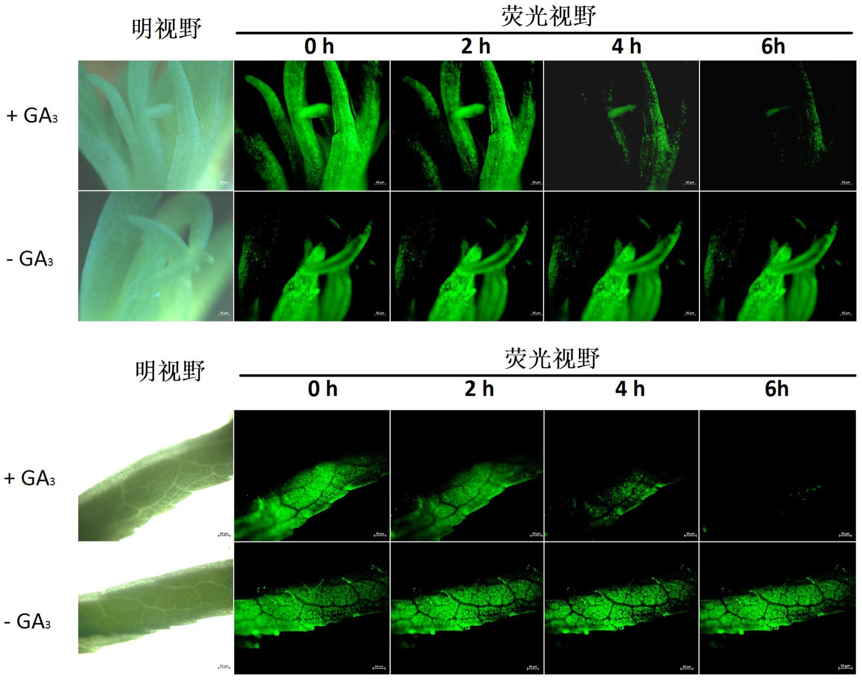 一种桃实生种子的瞬时转化方法及其应用