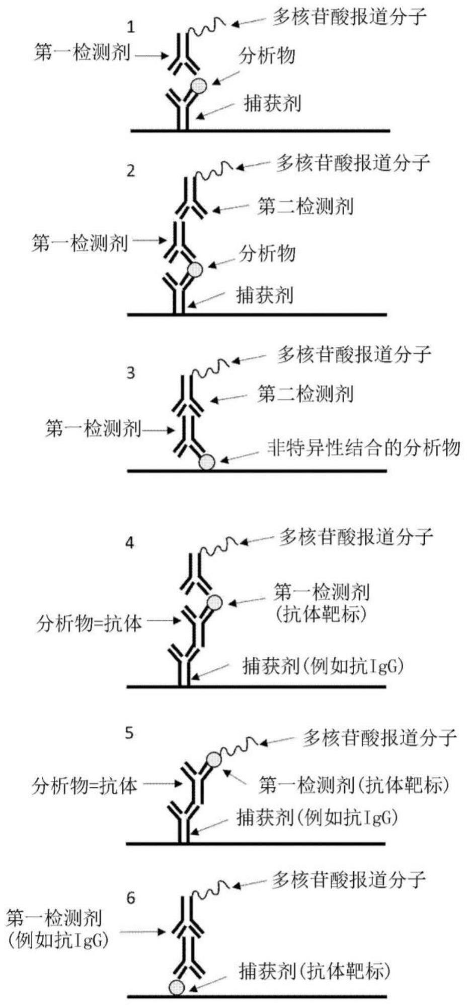 包括使用多核苷酸报道分子和跨膜孔的确定靶分析物的存在或不存在的方法与流程