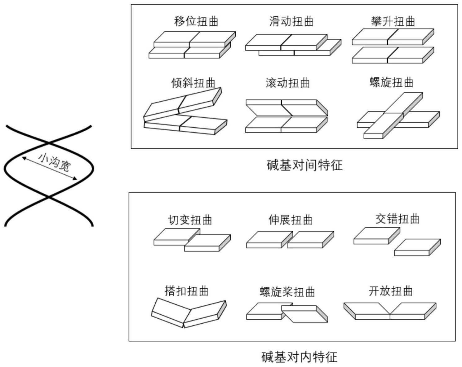 融合DNA形状特征的蛋白质编码区域预测方法、介质和装置与流程