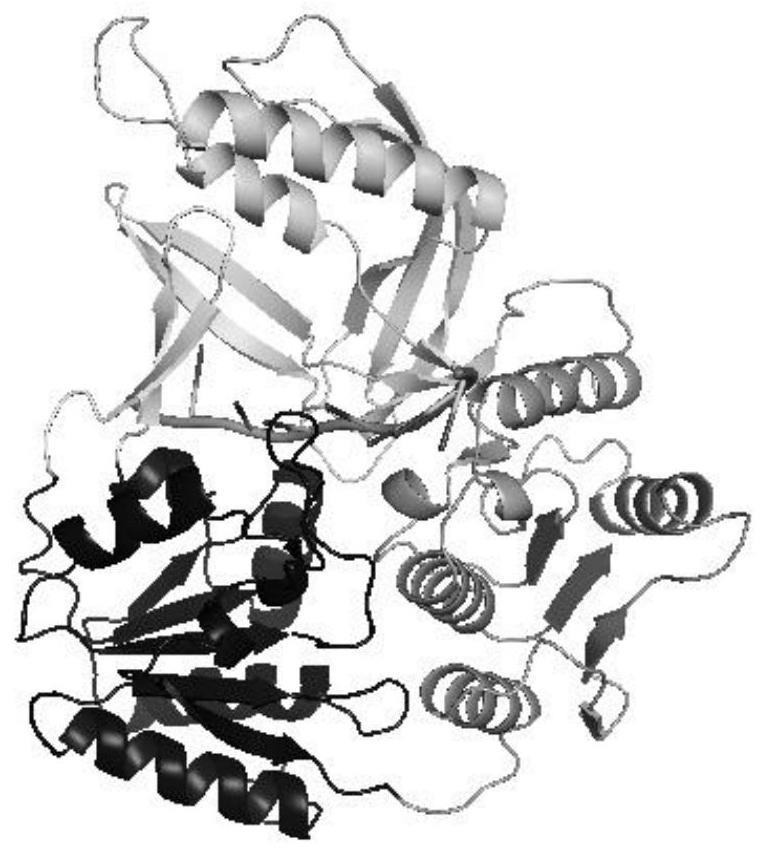 一种经修饰的CfMHL4解旋酶及其应用的制作方法