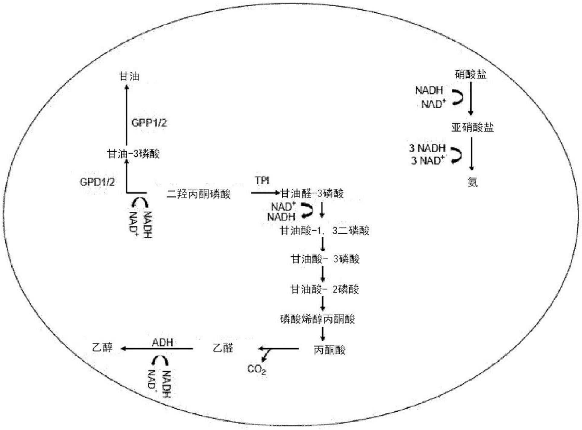 酵母属酵母细胞及使用其的发酵方法与流程