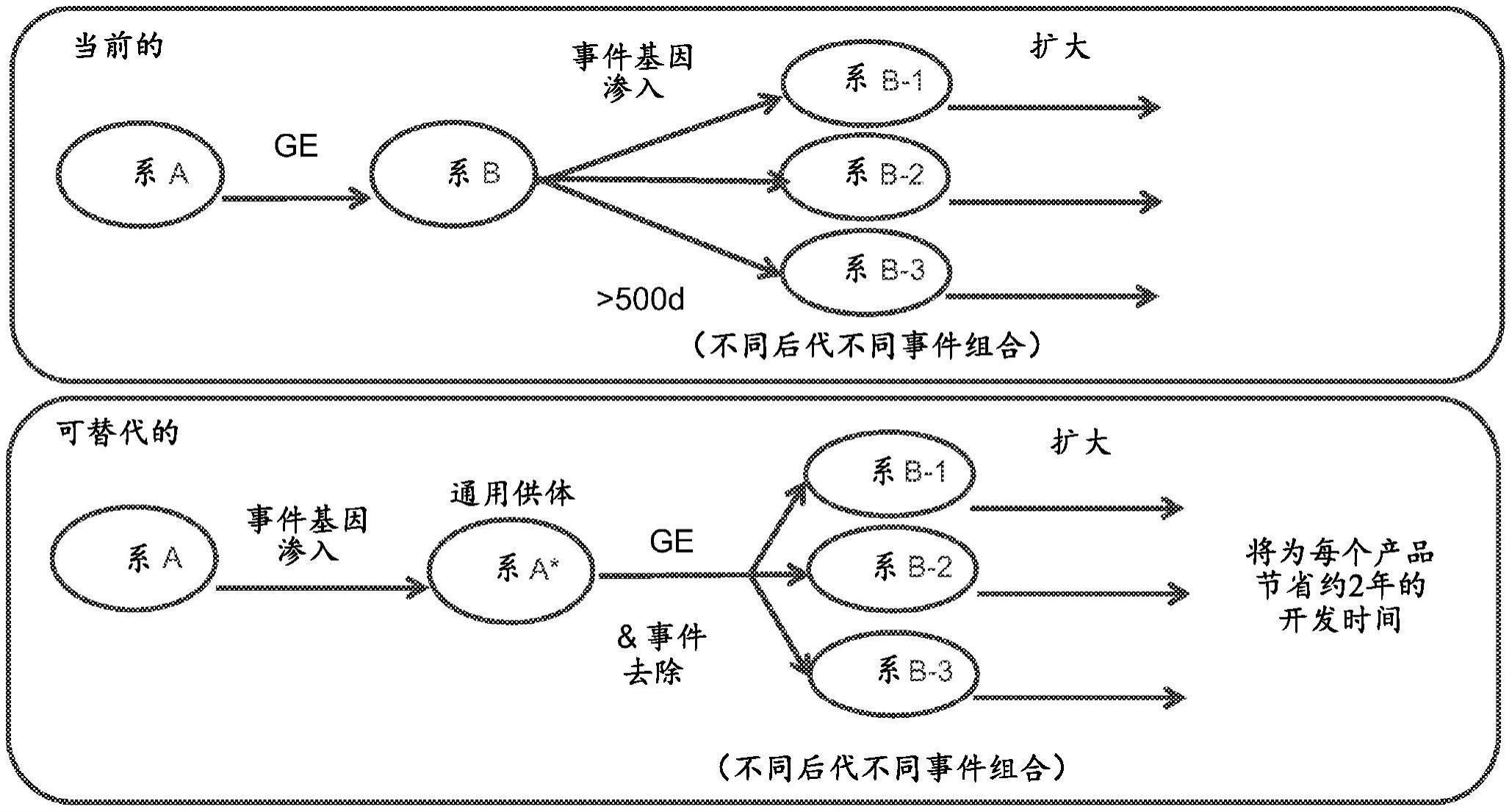 具有经修饰的转基因基因座的转基因作物植物的基因组编辑的制作方法