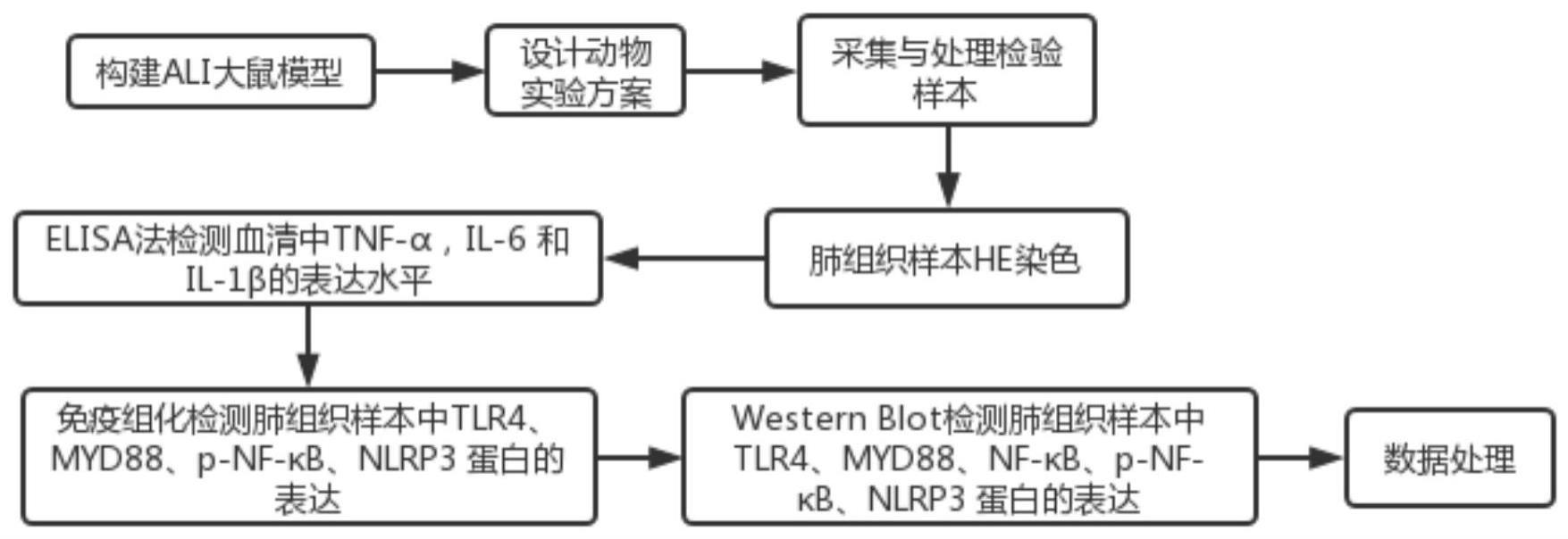 一种探究蜂毒肽对急性肺损伤的作用机制的试验方法