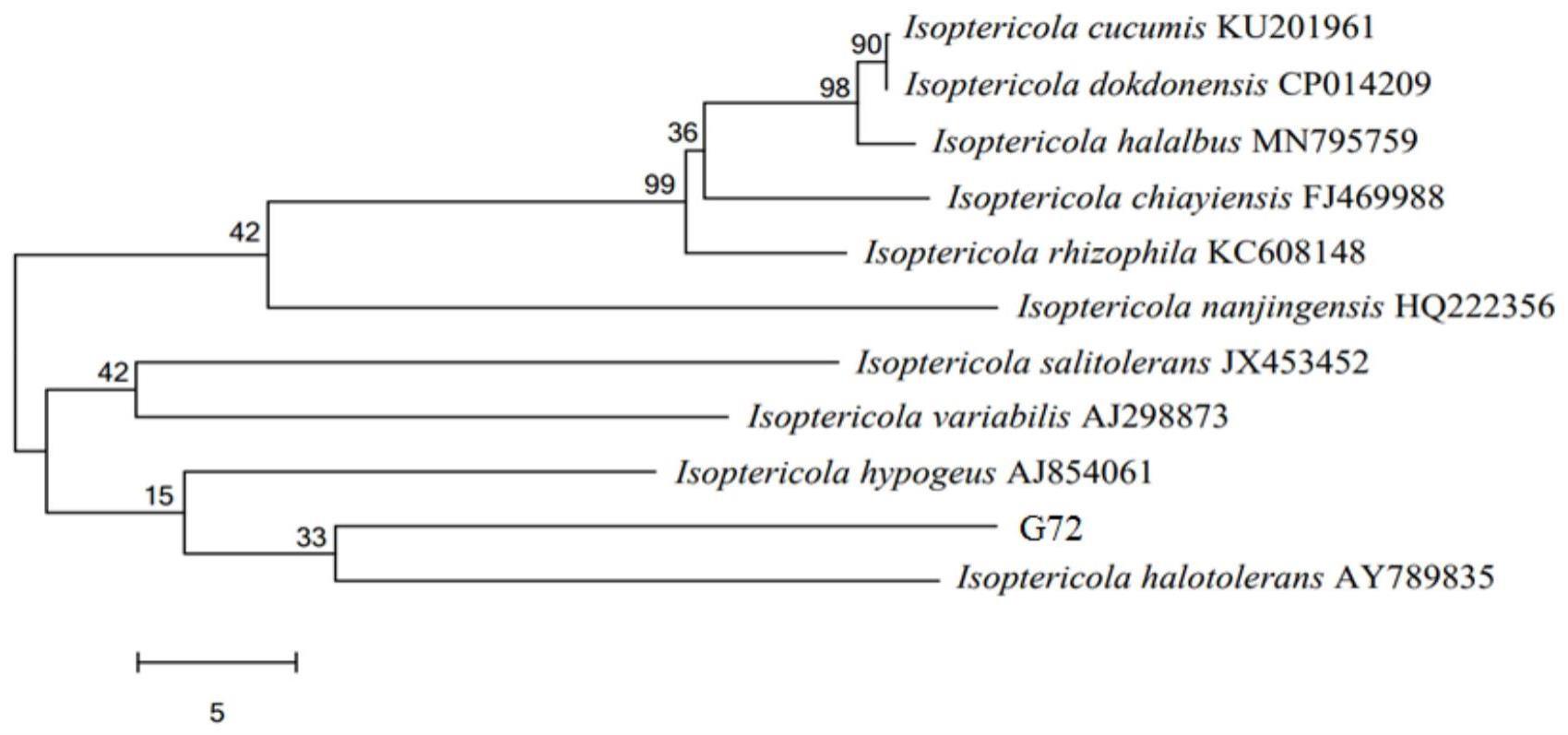 海洋放线菌Isoptericolasp．Ｇ72及应用的制作方法