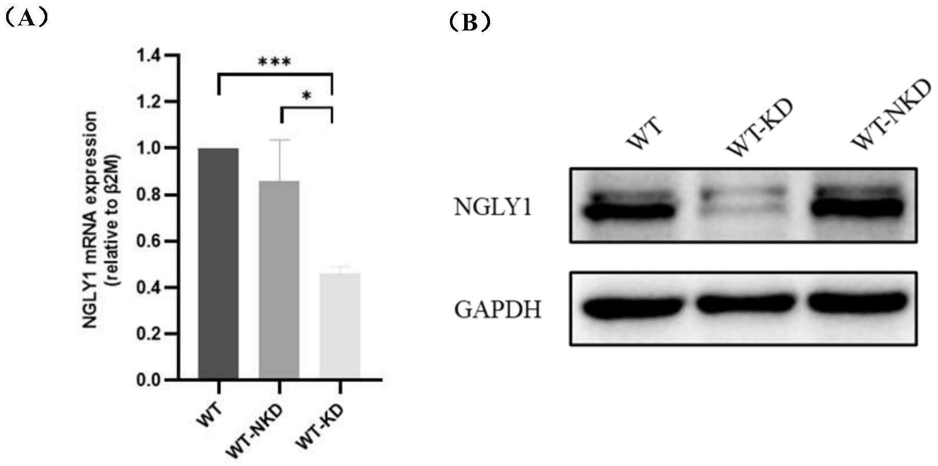 一种NGLY1调控细胞模型的构建方法