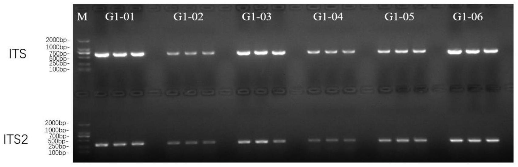 一种灵芝及其孢子粉的分子鉴定方法与流程