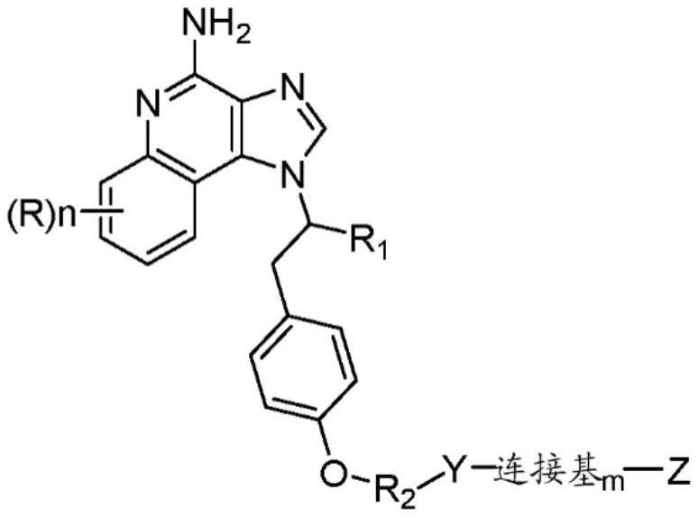 N-1支化咪唑并喹啉、其缀合物和方法与流程