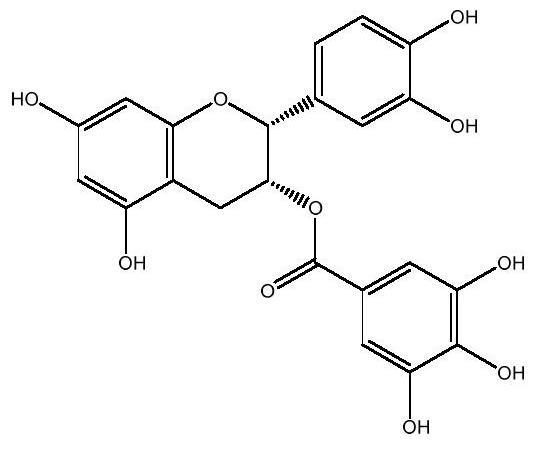 表儿茶素没食子酸酯在制备防治鱼类小瓜虫病药物中的应用