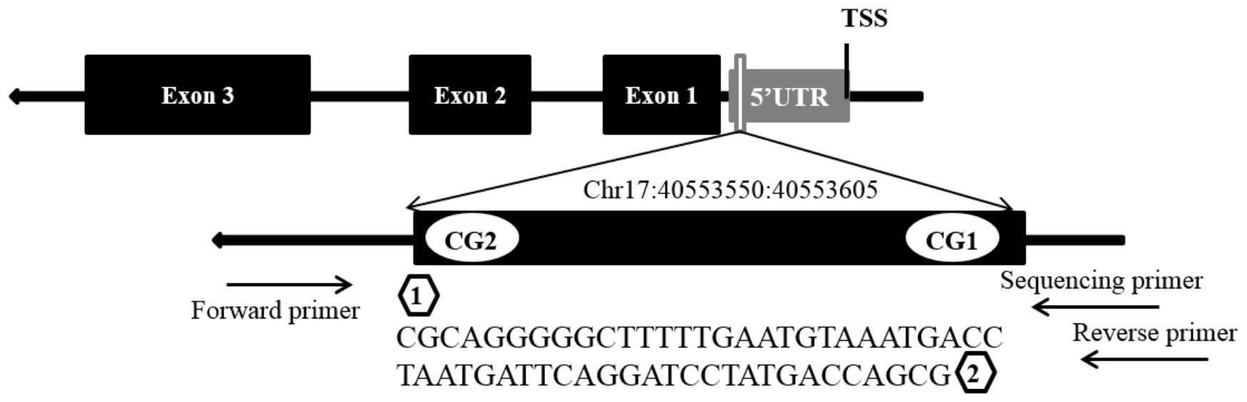 用于检测川崎病相关的CCR7基因甲基化程度的试剂盒及其应用的制作方法