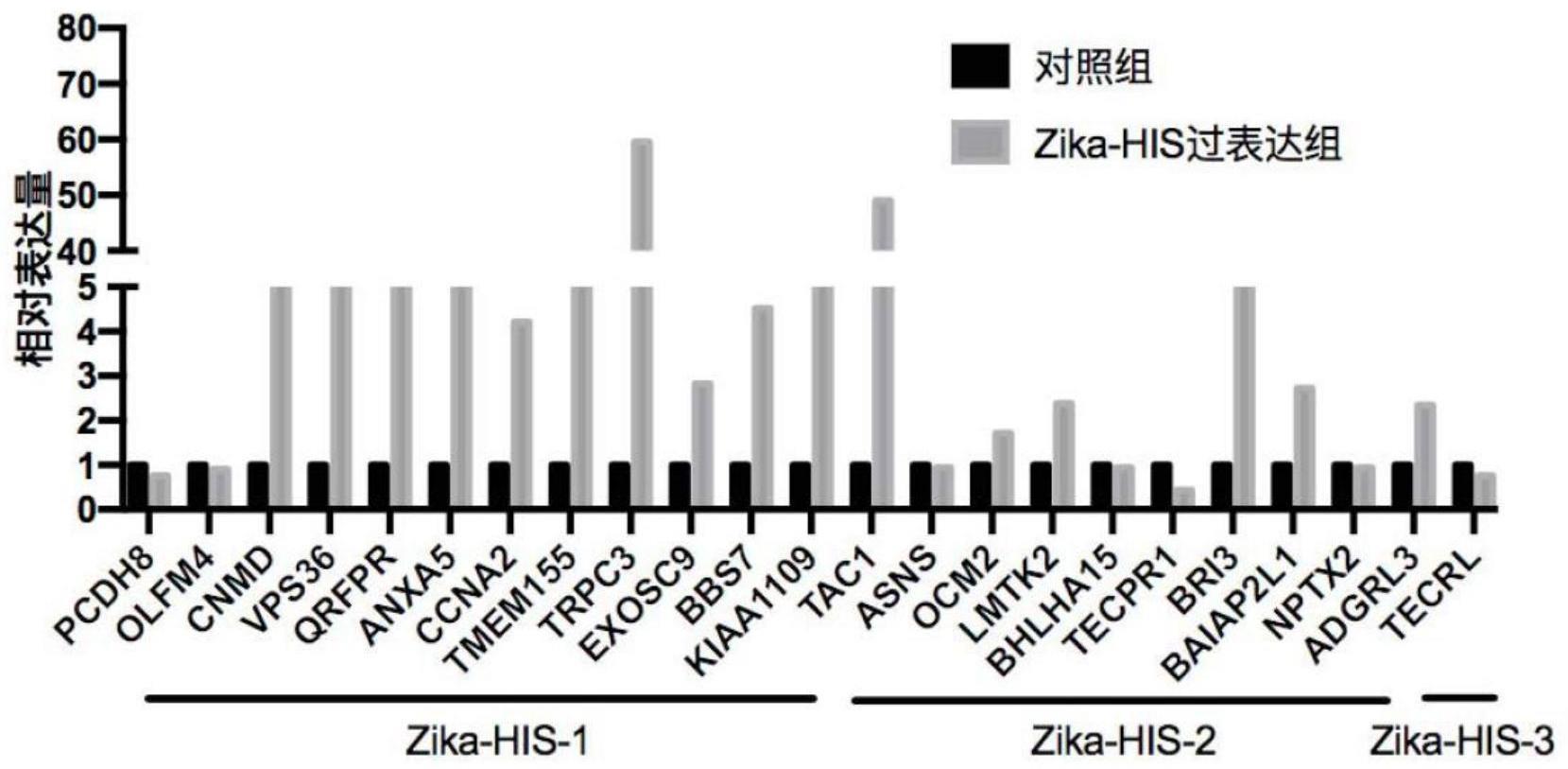 一种寨卡病毒的靶点序列及其应用的制作方法