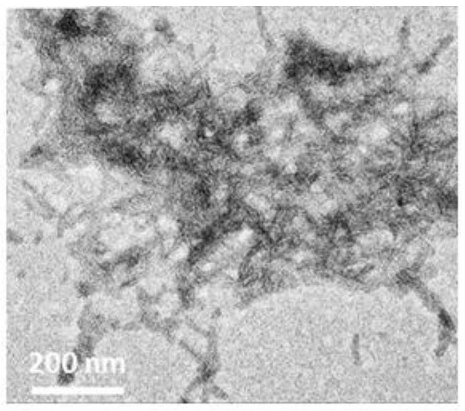 一种靶向治疗角膜新生血管的多肽纳米材料及其制备方法和应用与流程