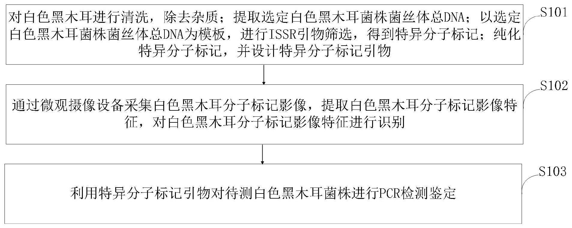 一种白色黑木耳及其分子标记鉴定方法与流程