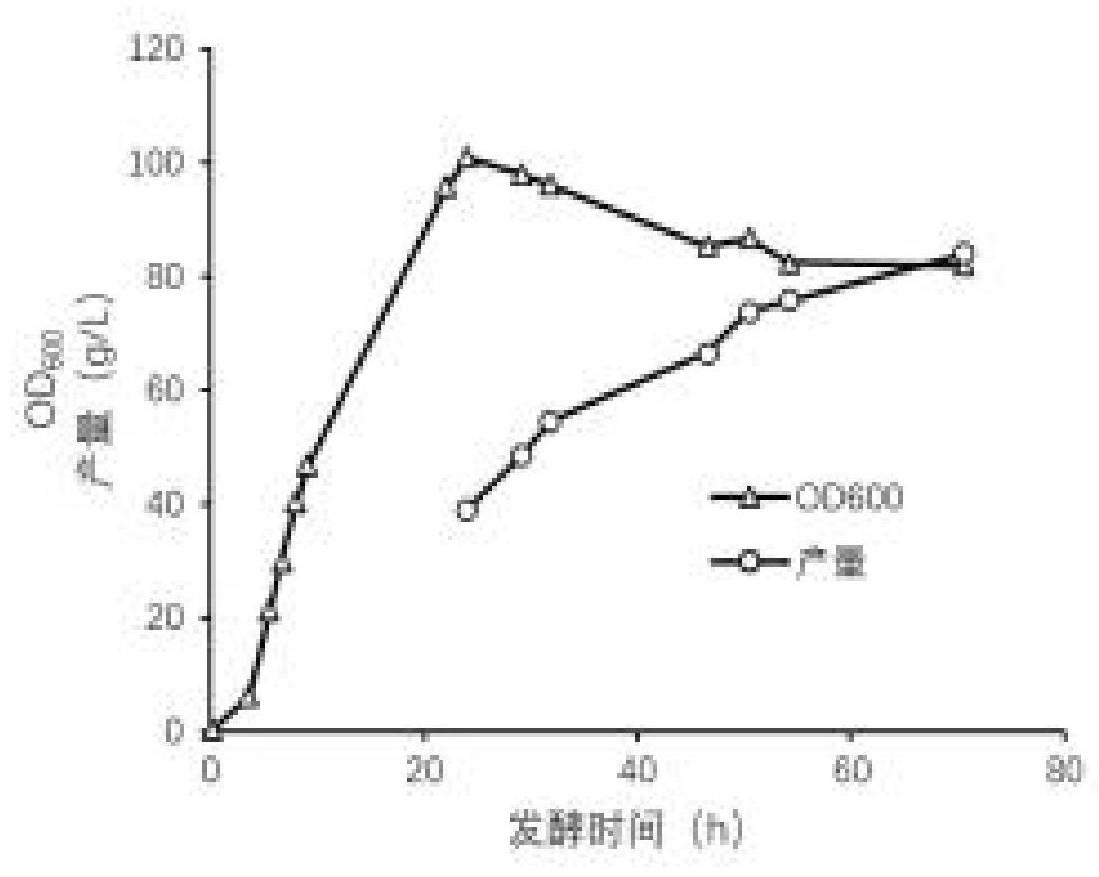 通过基因工程菌高密度发酵合成四氢嘧啶的工艺及应用的制作方法