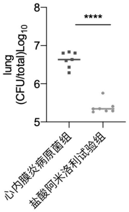 阿米洛利在制备防治感染性心内膜炎或抑制其病原菌药物中的应用