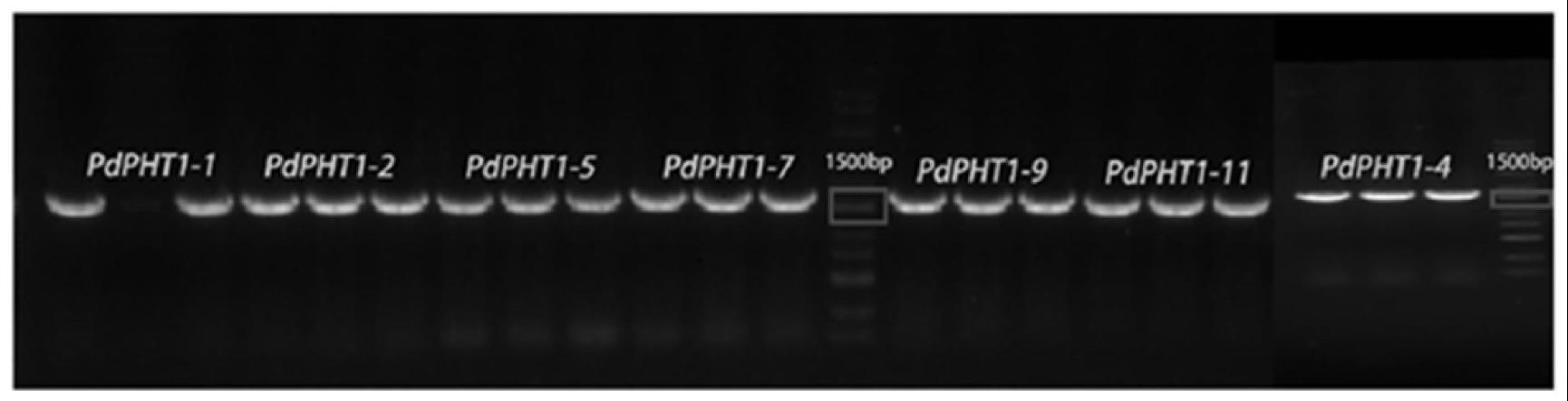 山新杨耐低磷基因PdPHT1-2及其编码蛋白和应用