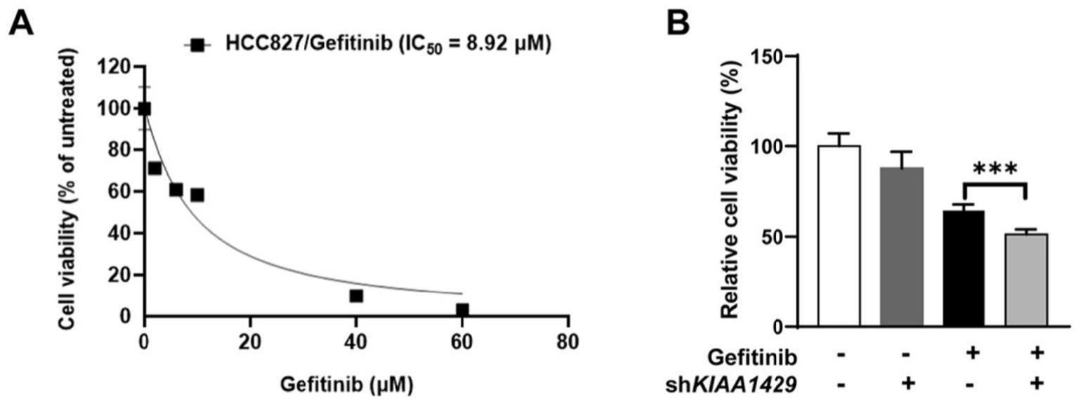 KIAA1429在制备吉非替尼抗非小细胞肺癌增敏剂中的应用