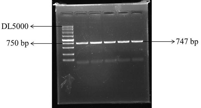 蒙古羊基因B4GALNT2的分子标记的特异性引物及其应用的制作方法