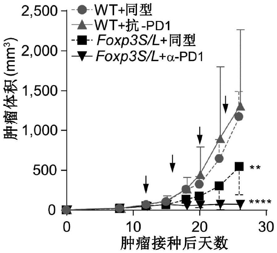 促进FOXP3S的吗啉代物