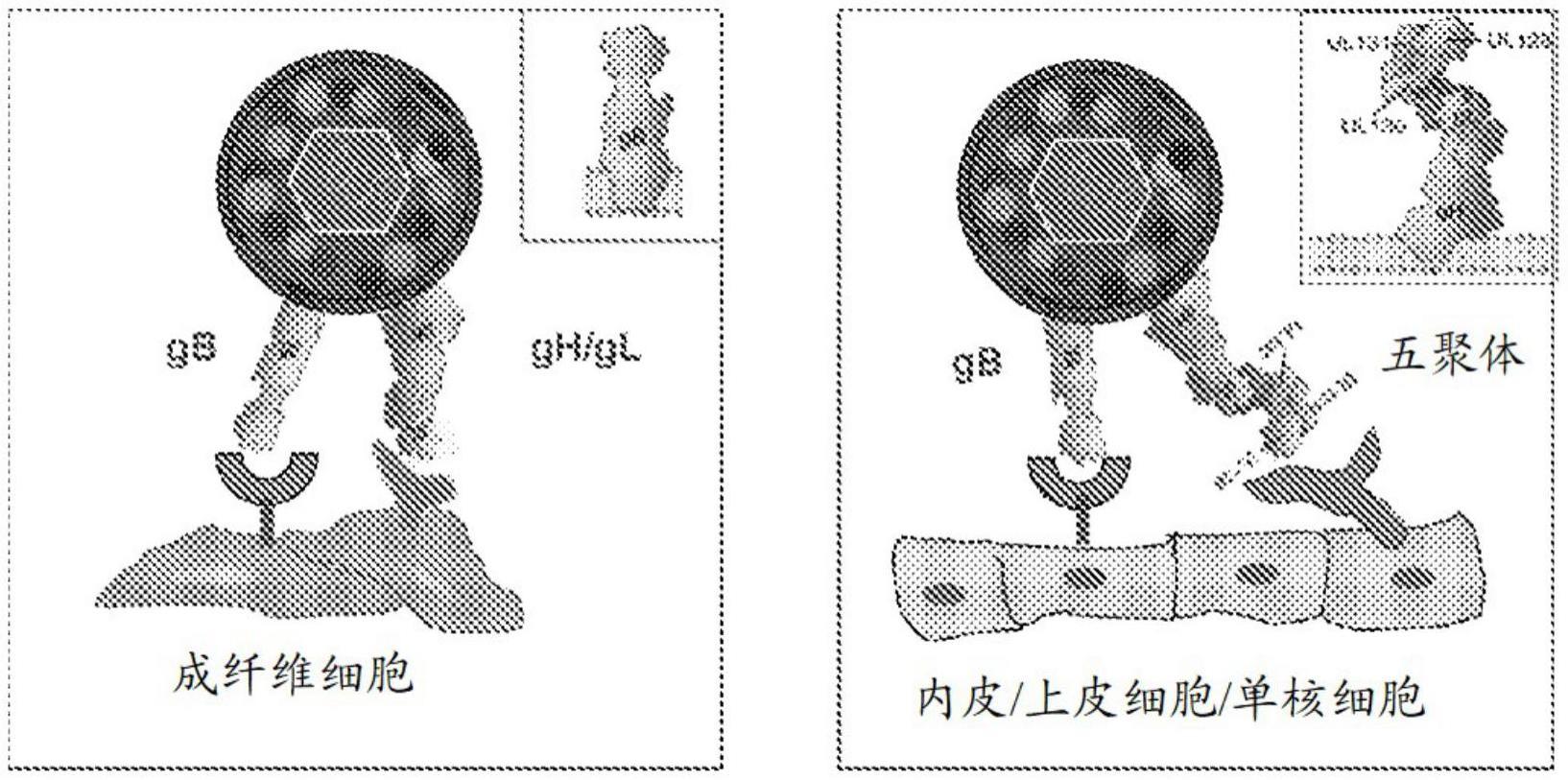 人类巨细胞病毒疫苗的制作方法