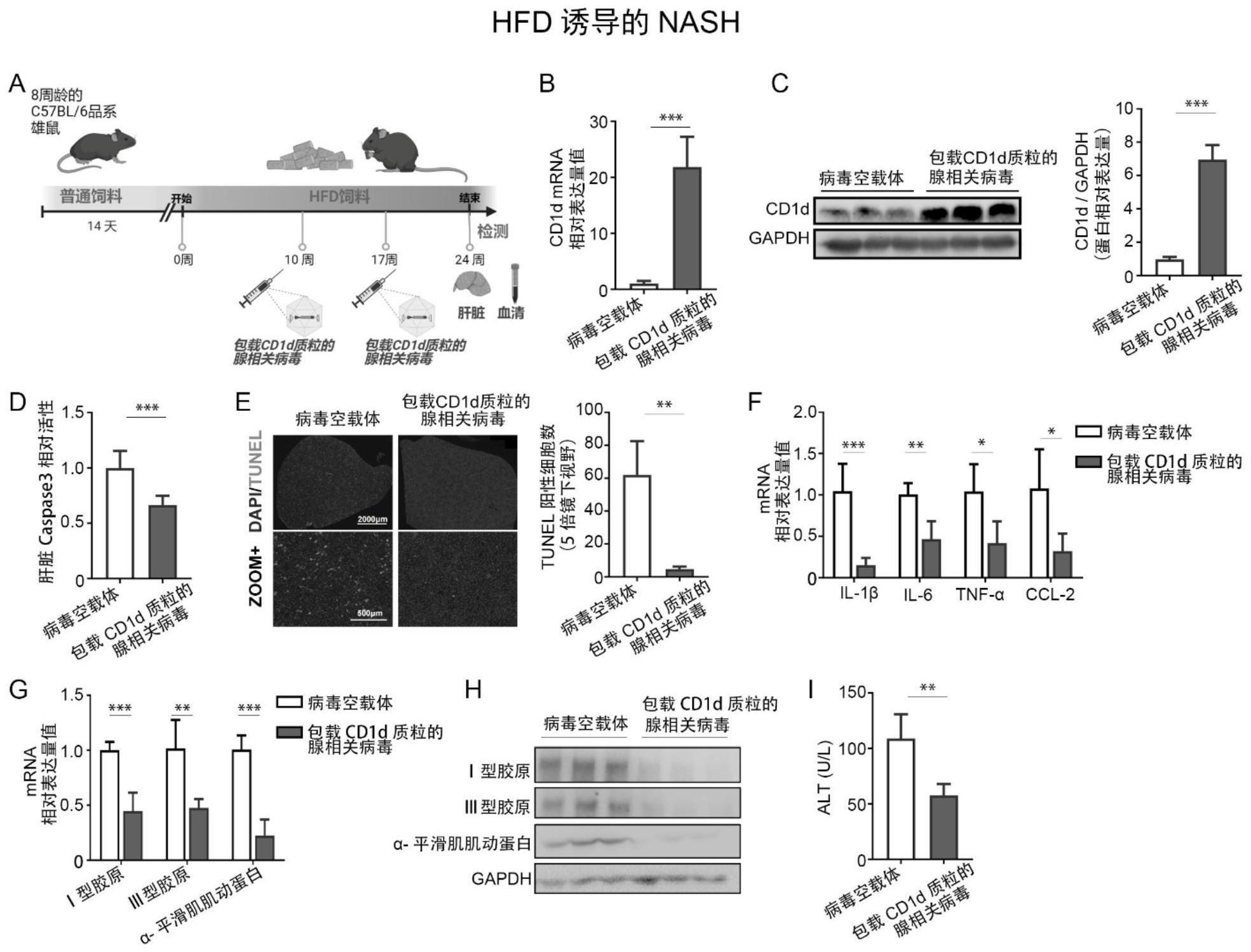 一种抑制肝细胞凋亡的表面分子及其应用