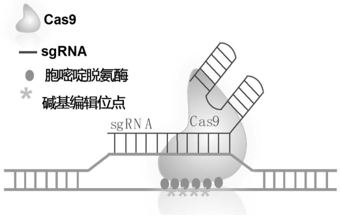 一种靶向基因启动子G-四联体区域的sgRNA及其用途