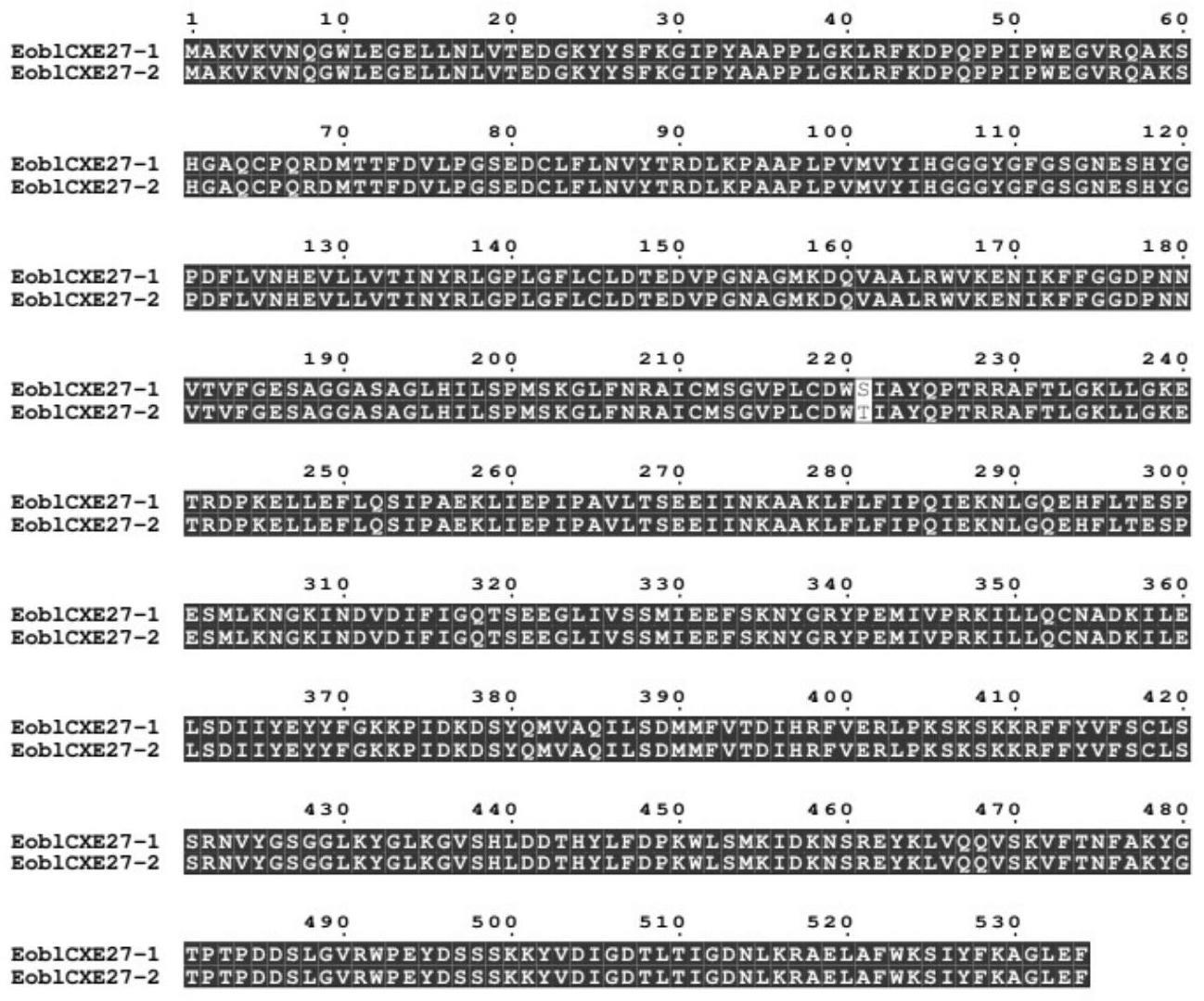 茶尺蠖触角酯酶EoblCXE27基因和该基因的干扰RNA及其应用