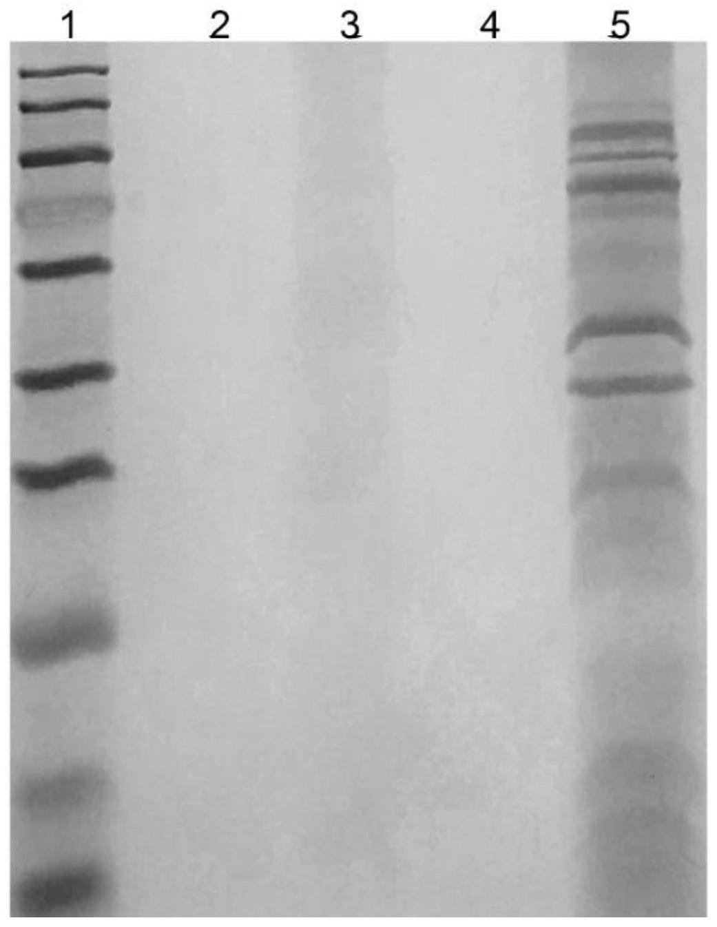 一种黏细菌来源的β-1,3-葡聚糖酶及其组合物在植物疫霉病生物防治中的应用