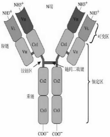 一种CRP驼源单域抗体及其制备方法和应用与流程