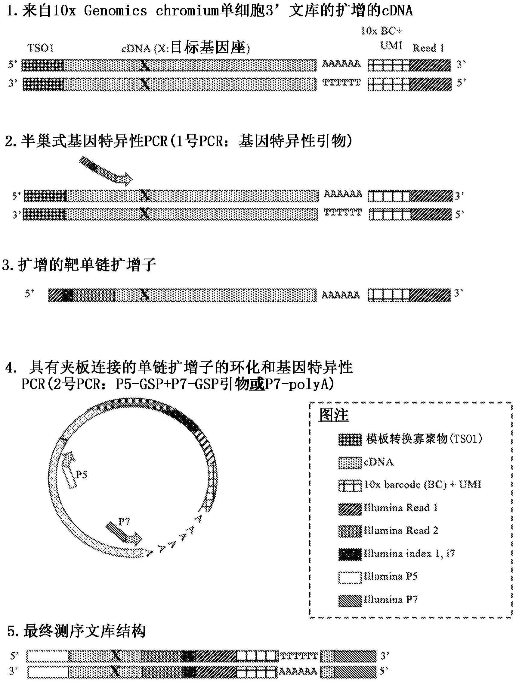 靶向单细胞cDNA测序的方法和组合物