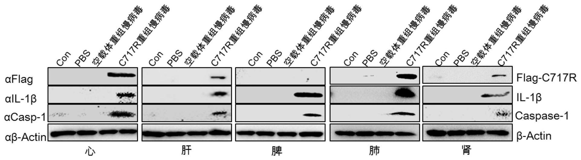 非洲猪瘟病毒C717R蛋白作为免疫诱导剂或者佐剂的应用