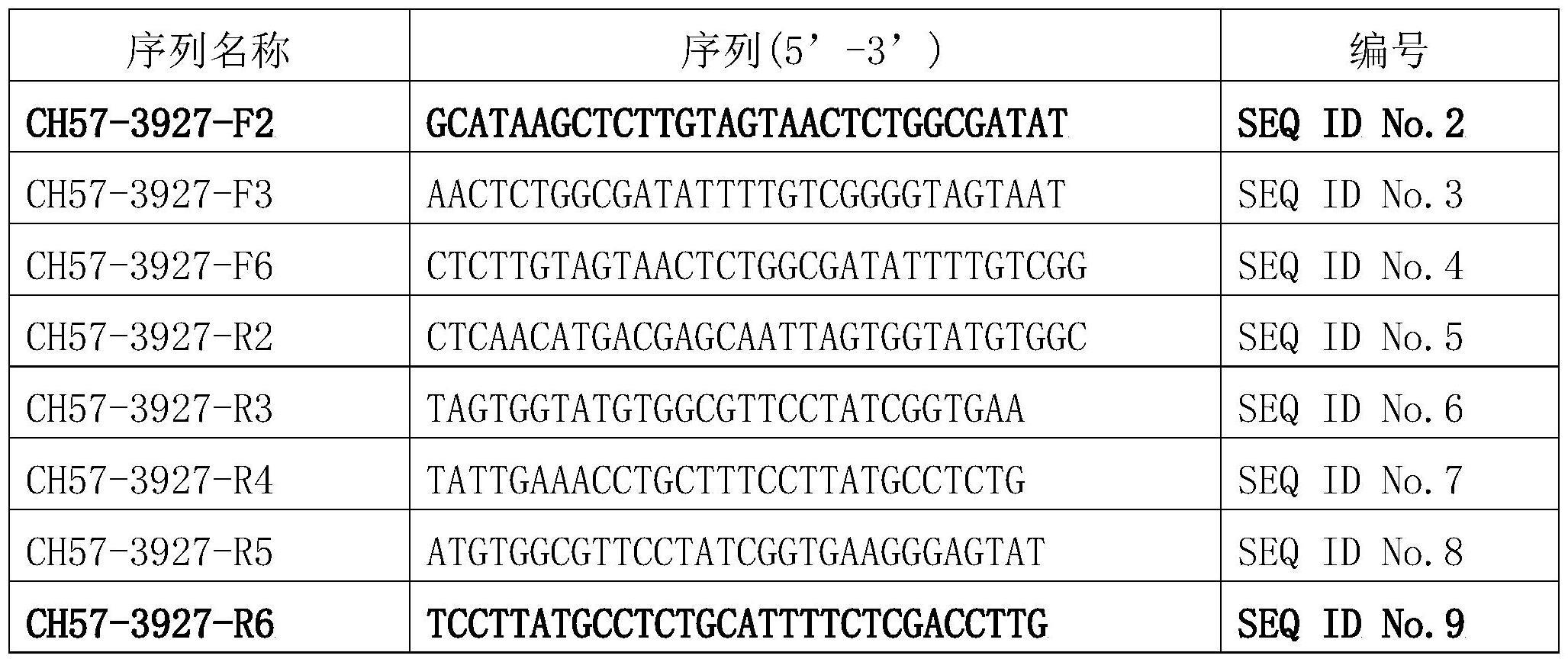 用于鼠疫耶尔森菌的CRISPR-Cas12a检测引物组及其应用的制作方法