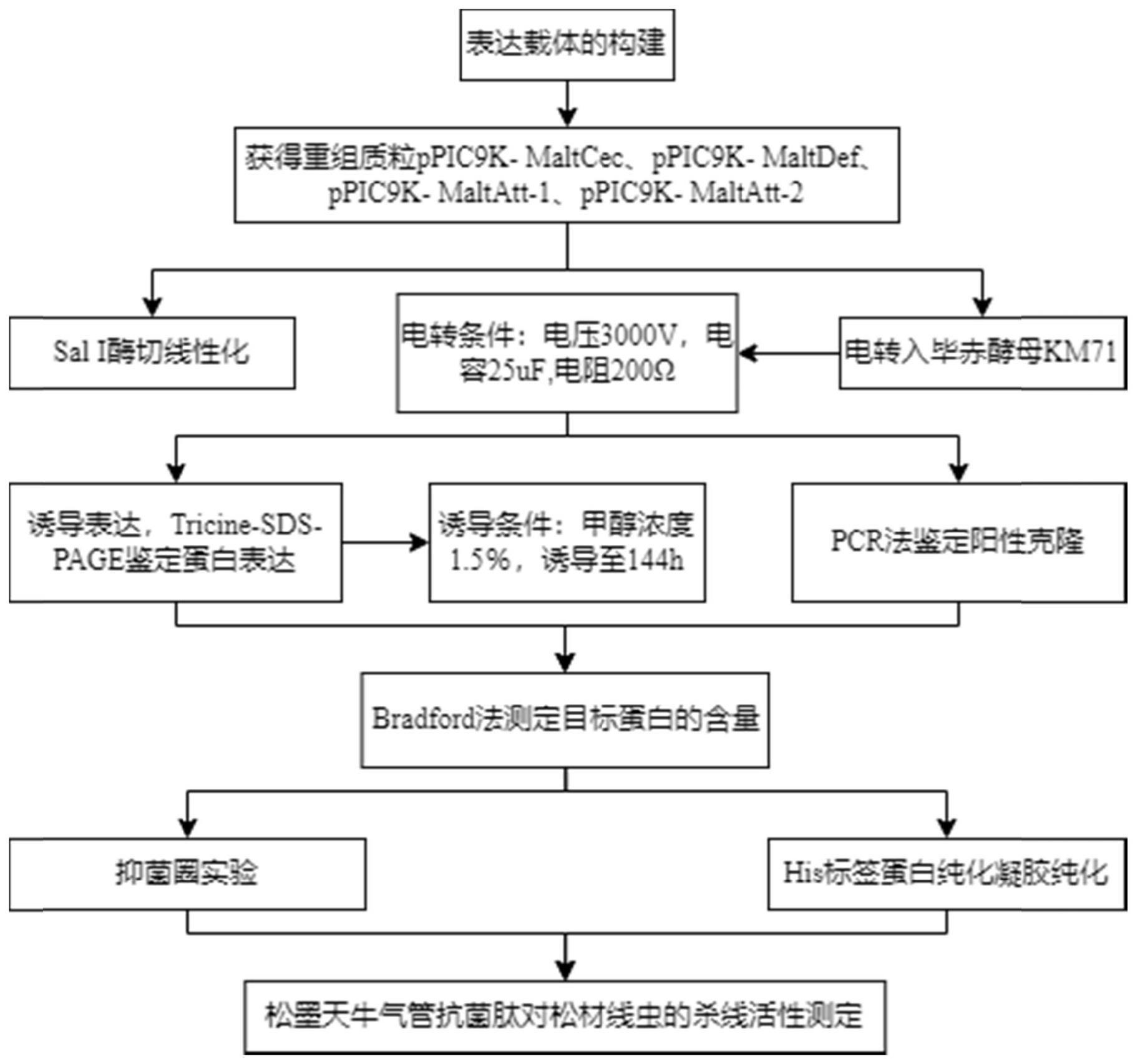 松墨天牛抗菌肽及其制备方法和应用