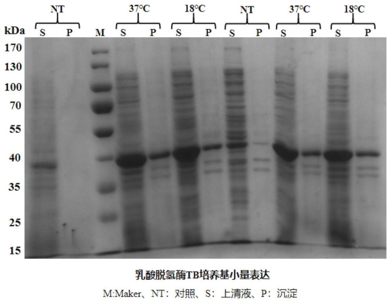 重组乳酸脱氢酶及其制备方法和应用与流程