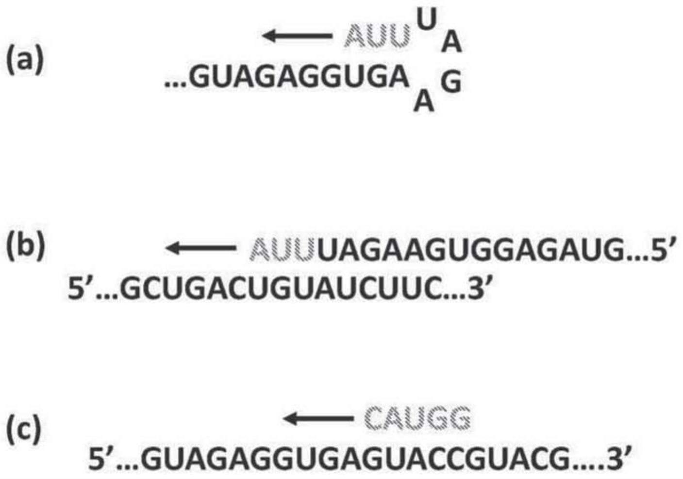 信使RNA的大规模合成的制作方法