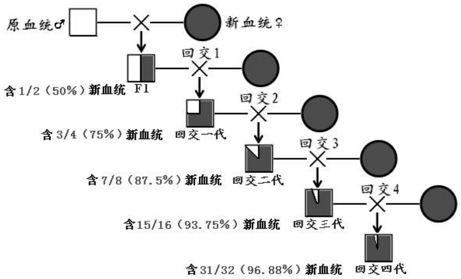 一种增加地方猪保种公猪血统数的方法