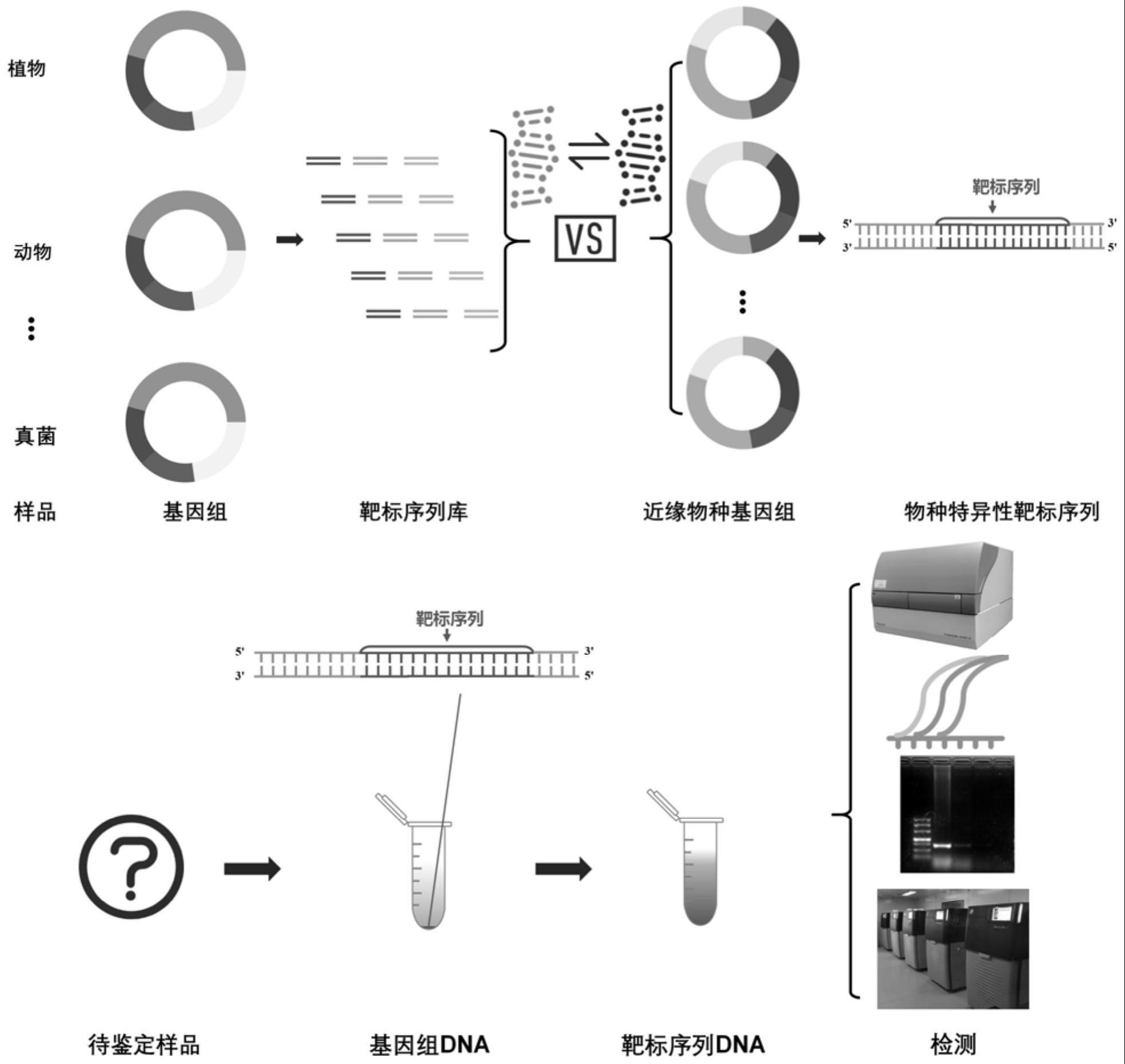 基于时珍法的中药鉴定方法及应用