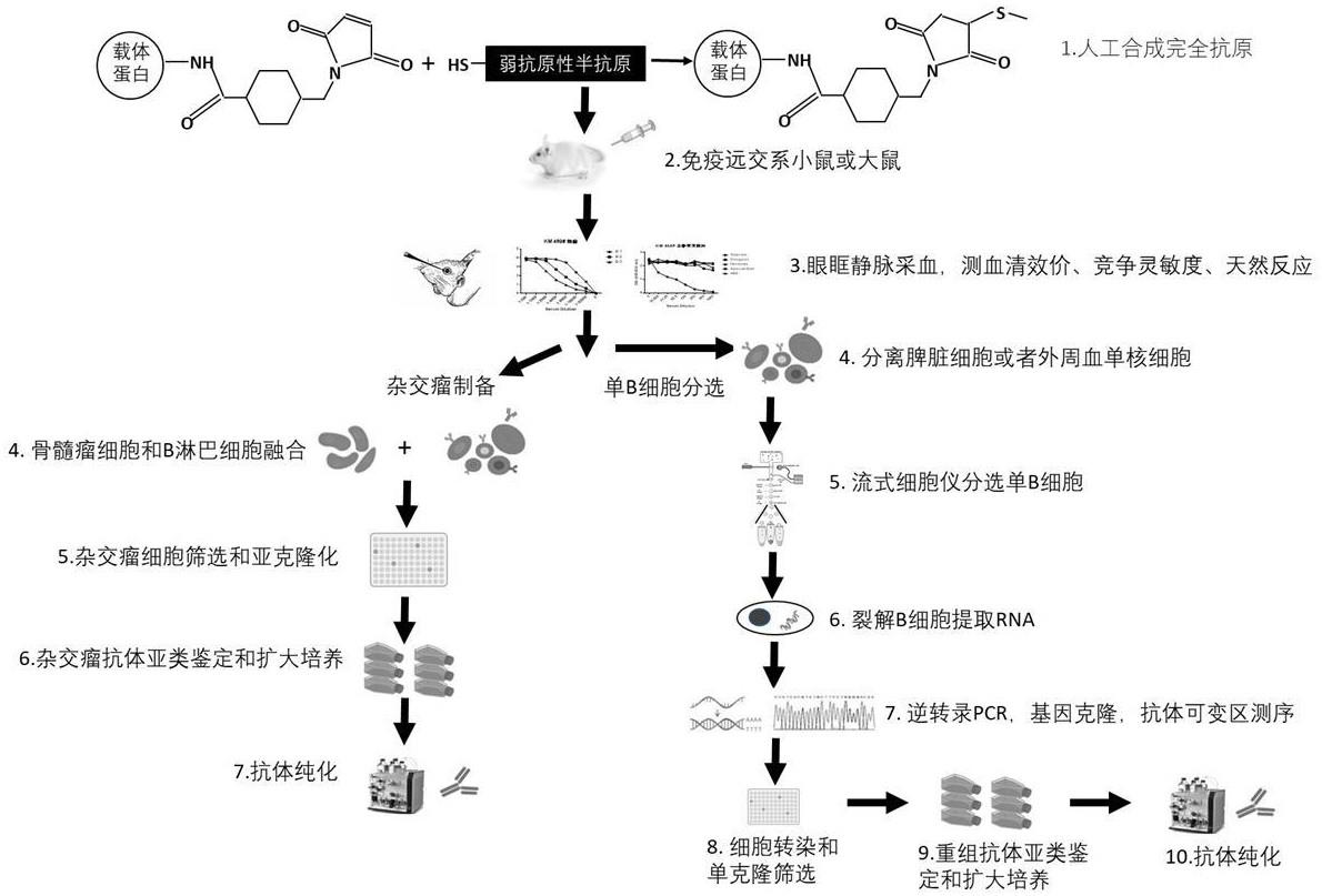 利用远交系鼠制备识别弱抗原性半抗原的抗体的方法与流程