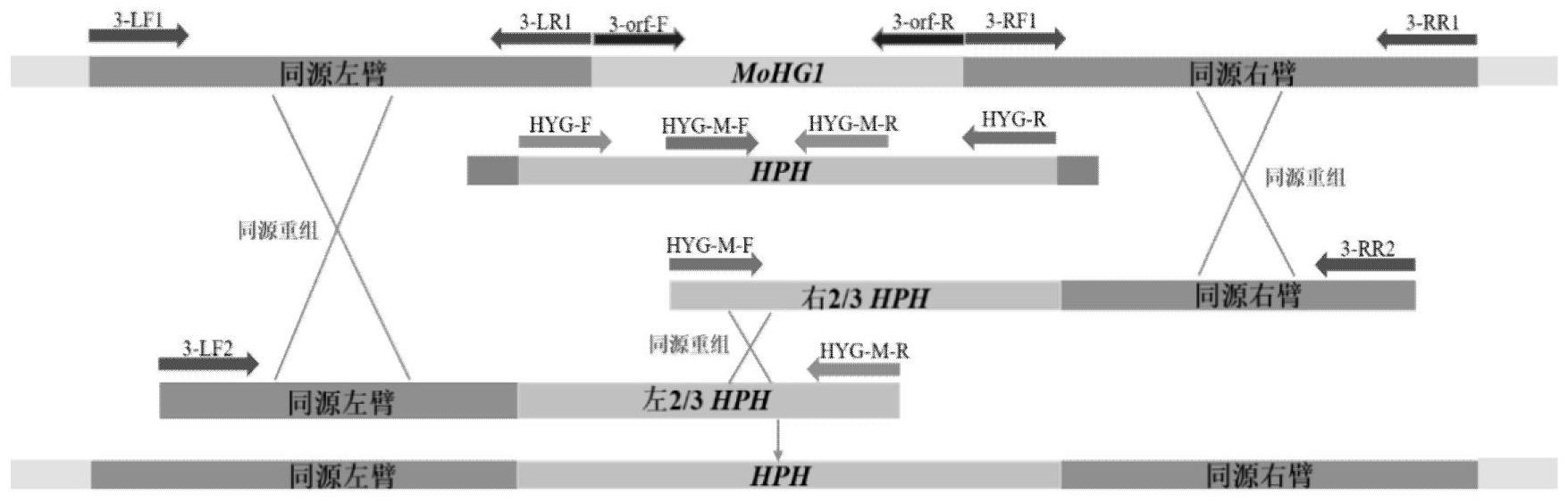 一种稻瘟菌基因MoHG1在调控稻瘟菌菌株生长和致病力中的应用