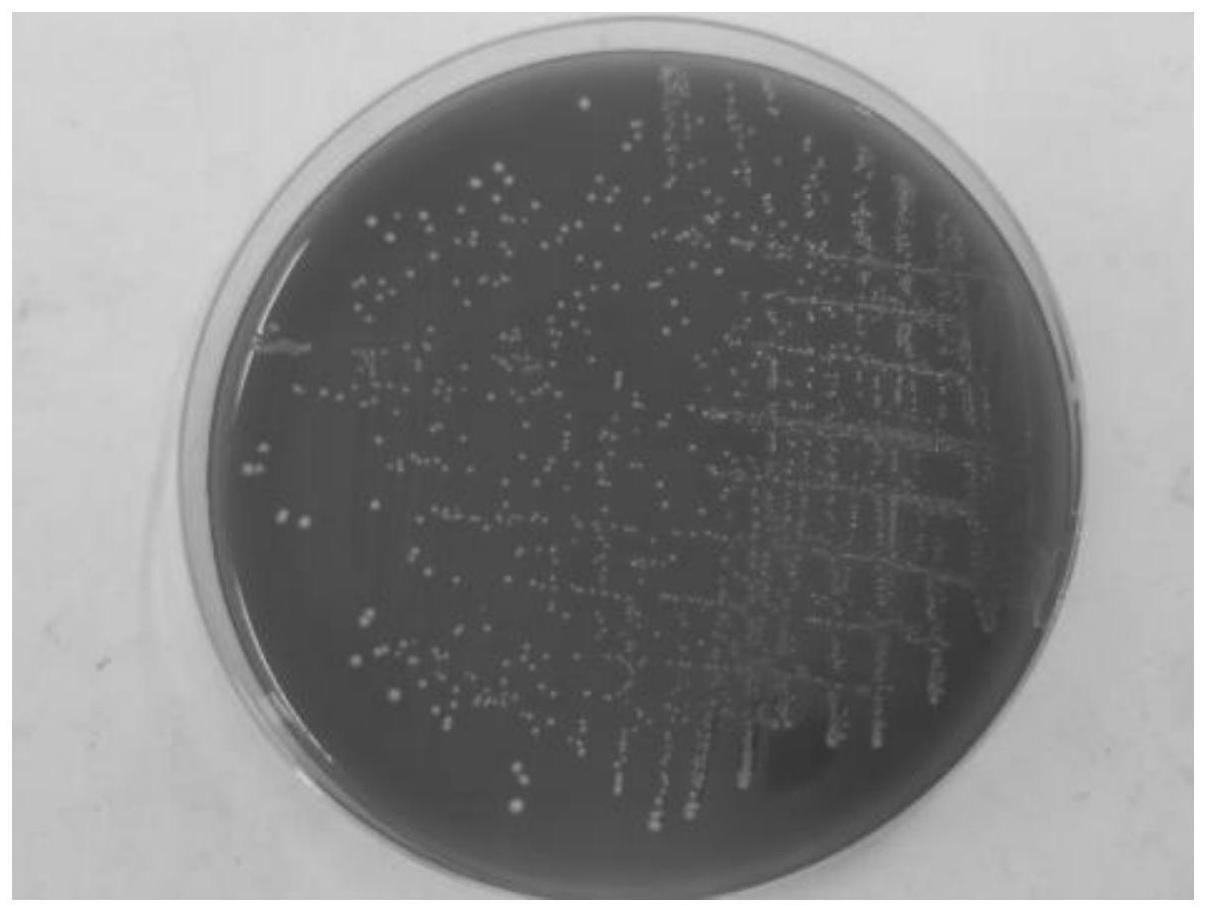 一种食窦魏斯氏菌TE2103及其应用