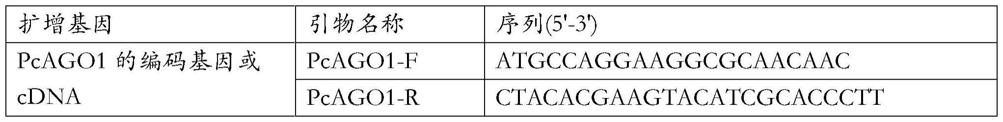 辣椒疫霉生长发育调控蛋白PcAGO1及其编码基因与应用