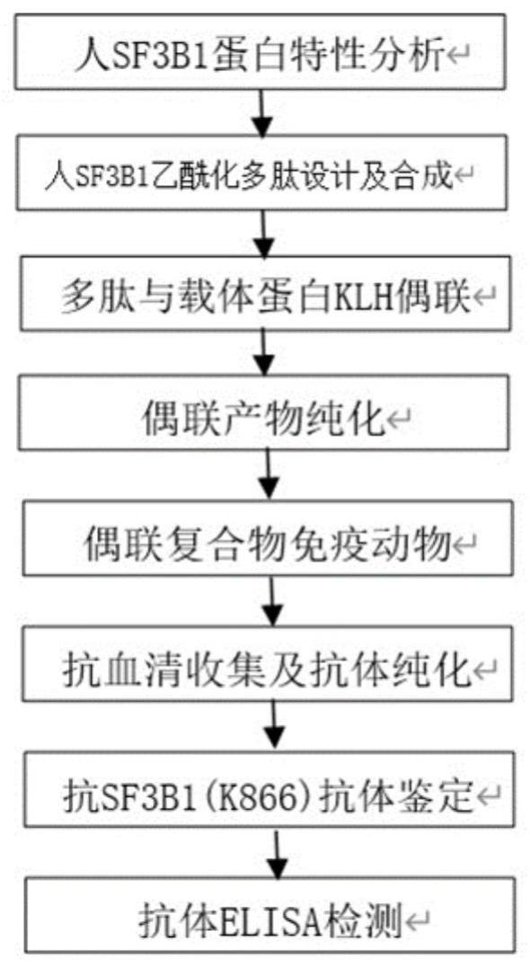 一种人SF3B1乙酰化多肽、抗原、抗体及其制备方法和应用