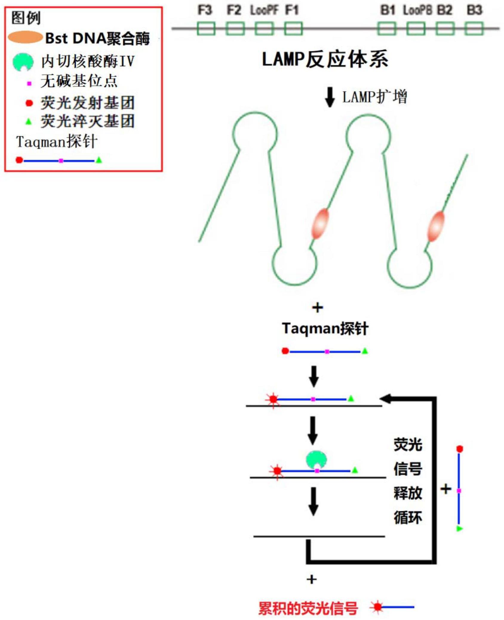 一种基于LAMP和切割型Taqman探针的等温核酸荧光定量快检方法及应用与流程