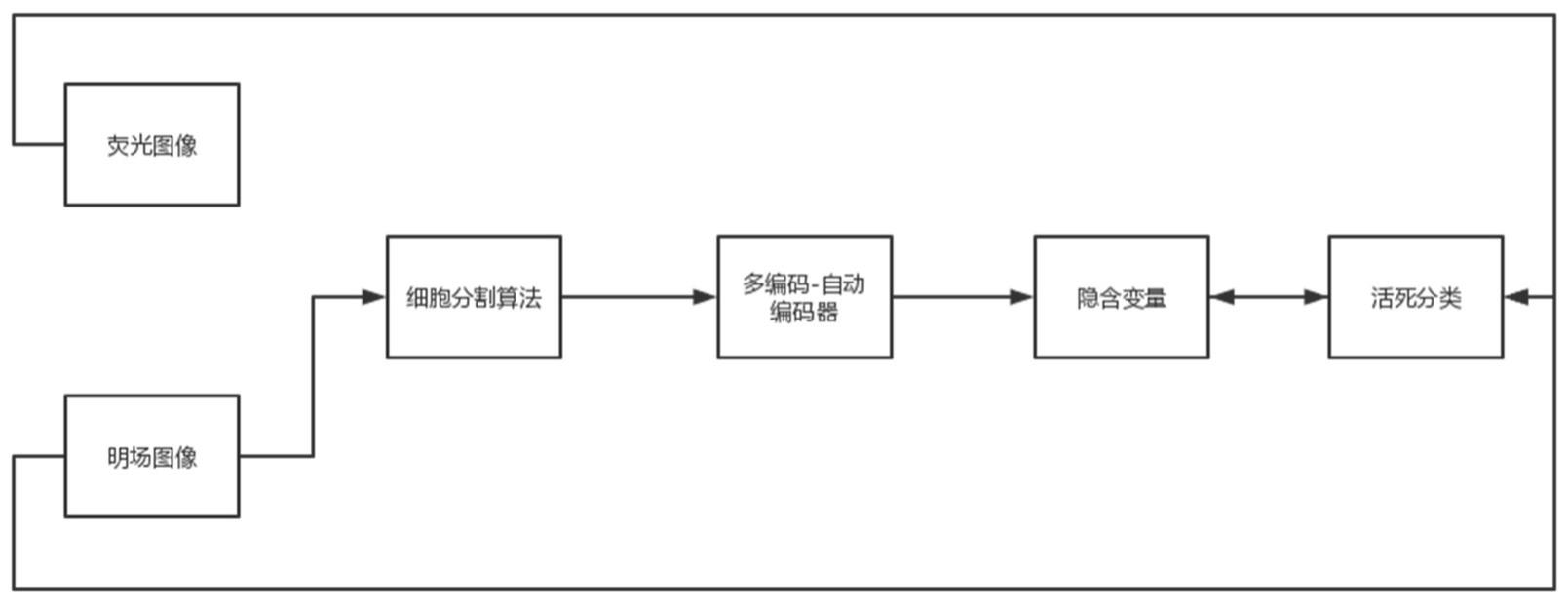 一种高适应性的明场细胞活死分类算法的制作方法