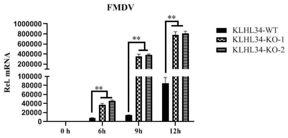 KLHL34敲除细胞系的构建及作为小RNA病毒科病毒生产细胞系的应用