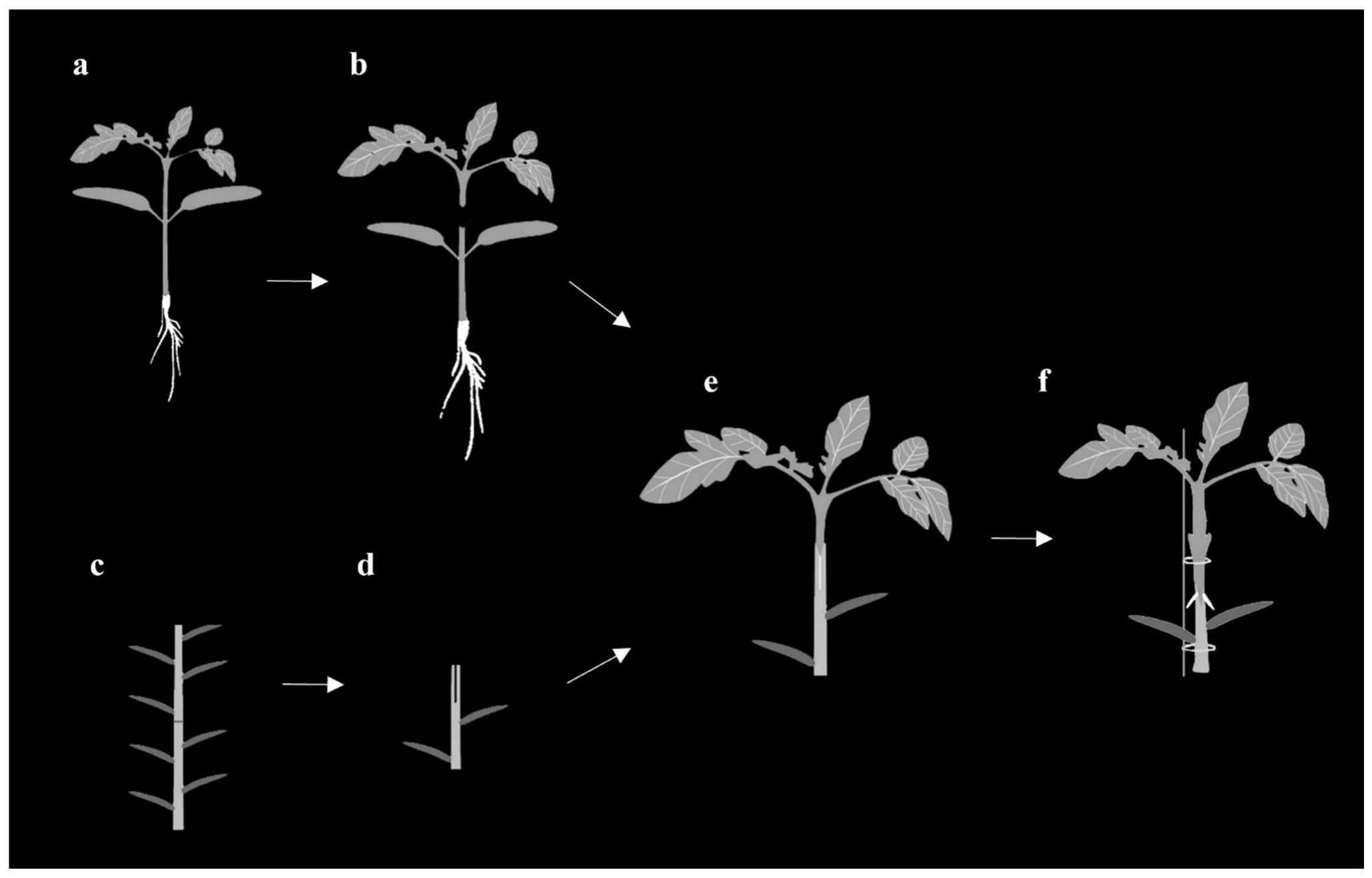 枸杞与番茄水平基因转移体系建立及转化根获得的方法