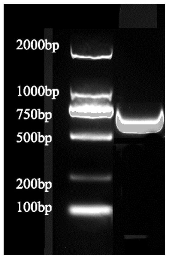沙柳SpABR1基因及其编码蛋白和应用的制作方法